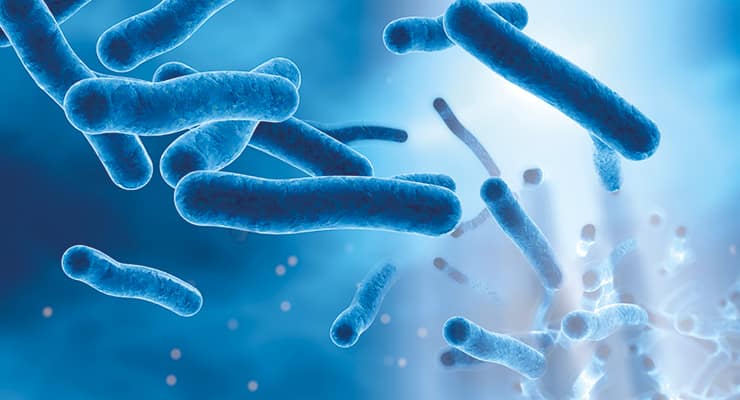 An image of the Legionella bacteria