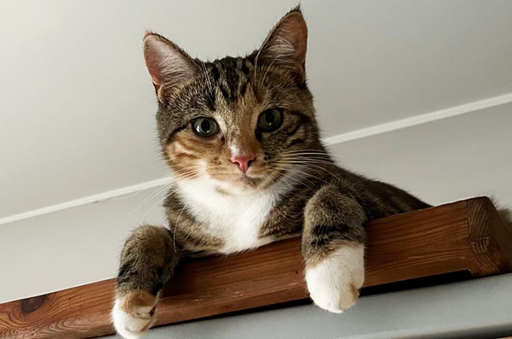 A tabby and white cat on a shelf looking down and at the camera